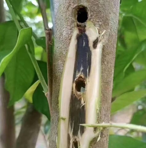 Mature Aquilaria sinensis tree on a managed plantation undergoing controlled physical resin induction