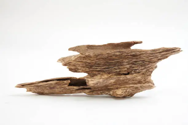 Naturally formed wild Aquilaria heartwood resin photographed in an old-growth forest setting