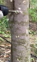 Worker applying physical drilling method to Aquilaria tree trunk — precision electric drilling to trigger deep core resin formation for Kynam agarwood production.