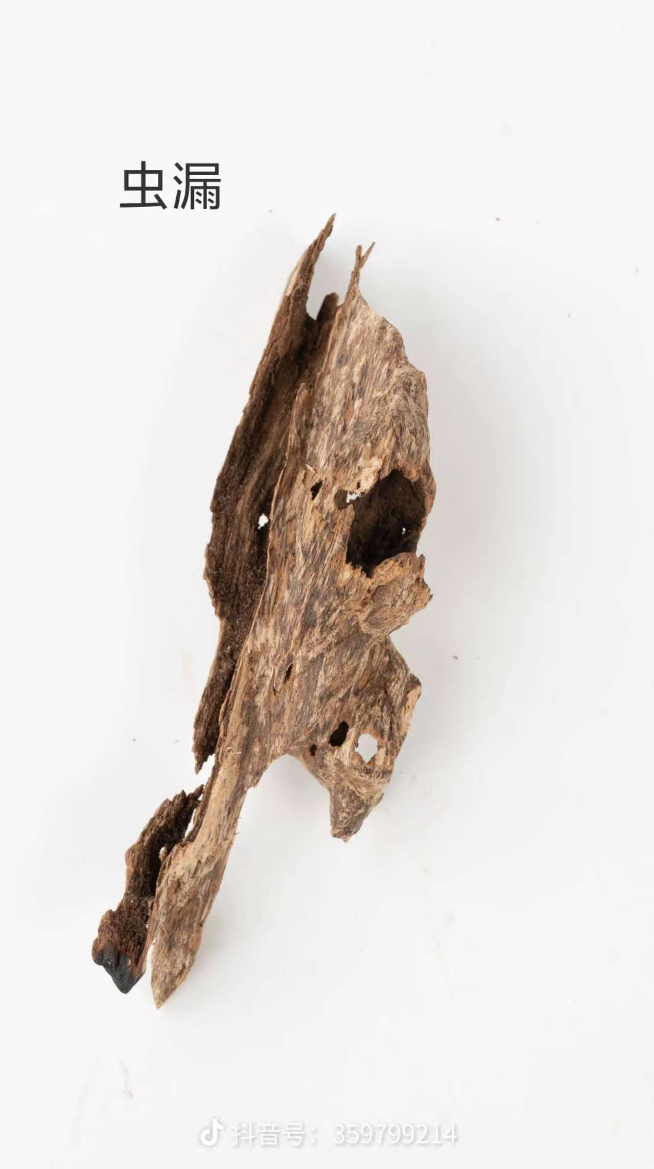 虫漏 Insect Bore wild agarwood, honeycomb channels bored by Aquilaria wood insects filled with jet-black dense resin deposits
