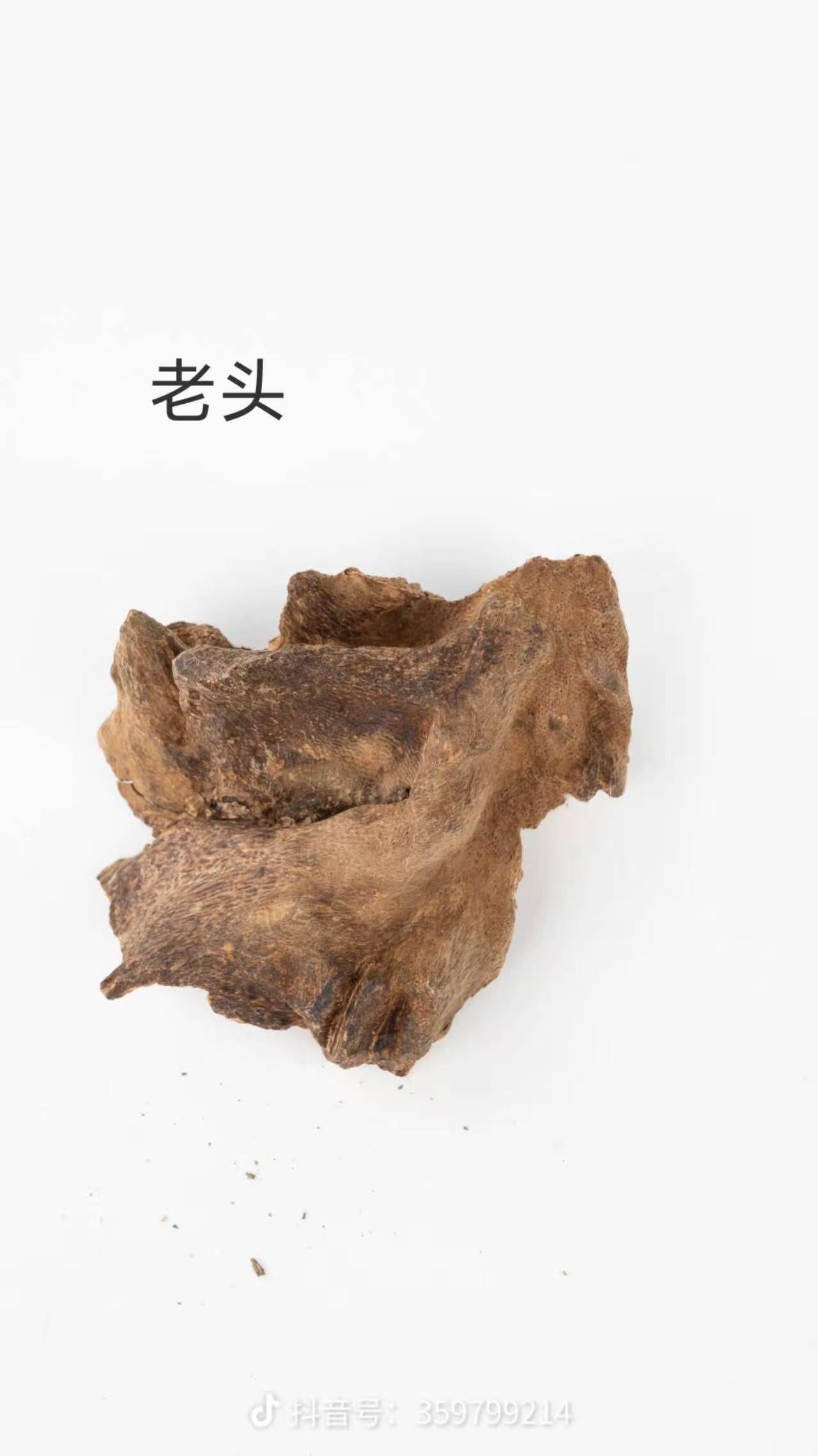 老头 Old Root Crown wild agarwood — aged gnarled root base with concentrated dark resin, mature knot 熟结 formation type