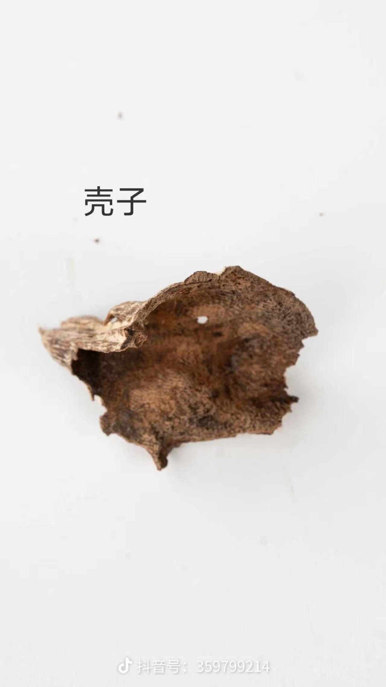 壳子 Shell Form wild agarwood, curved outer bark shell with resin lining, lightweight incense-grade Aquilaria raw material