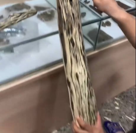 Agarwood Logs — wholesale agarwood product image 5