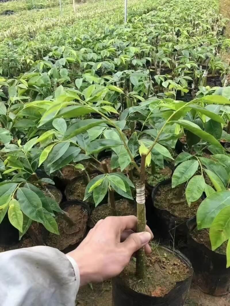 Agarwood Plant Seedlings — wholesale agarwood from Guangdong, China