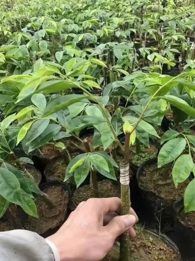 Agarwood Plant Seedlings — wholesale agarwood product image 2