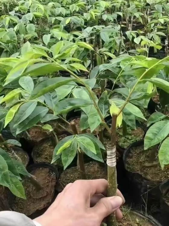 Agarwood Plant Seedlings — wholesale agarwood product image 3