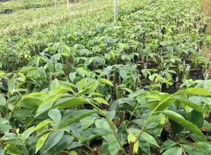 Agarwood Plant Seedlings — wholesale agarwood product image 4