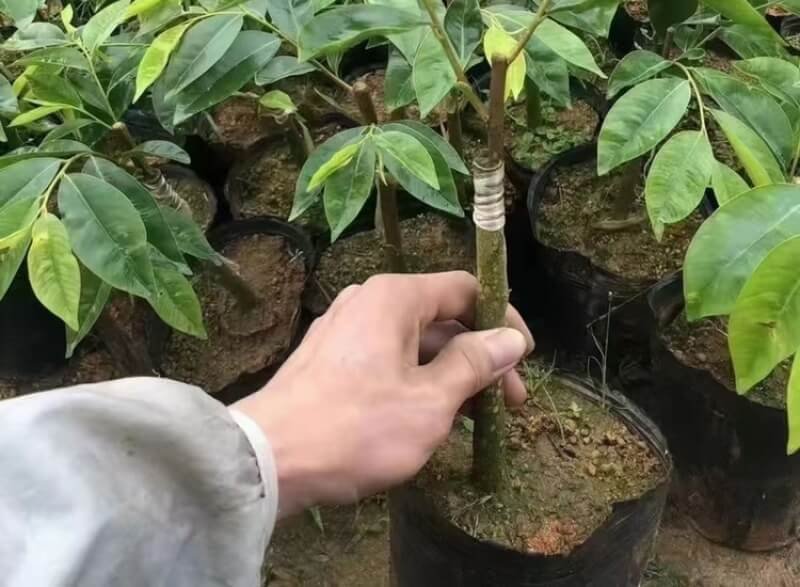 Agarwood Plant Seedlings — wholesale agarwood product image 5