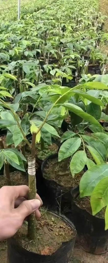 अगरवुड के पौधे (Aquilaria sinensis) — profile and cross-section angle for grading reference