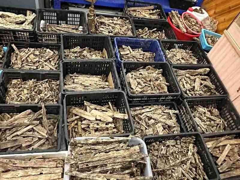 Chen xiang grading and processing line where agarwood pieces are sorted by resin, colour and aroma