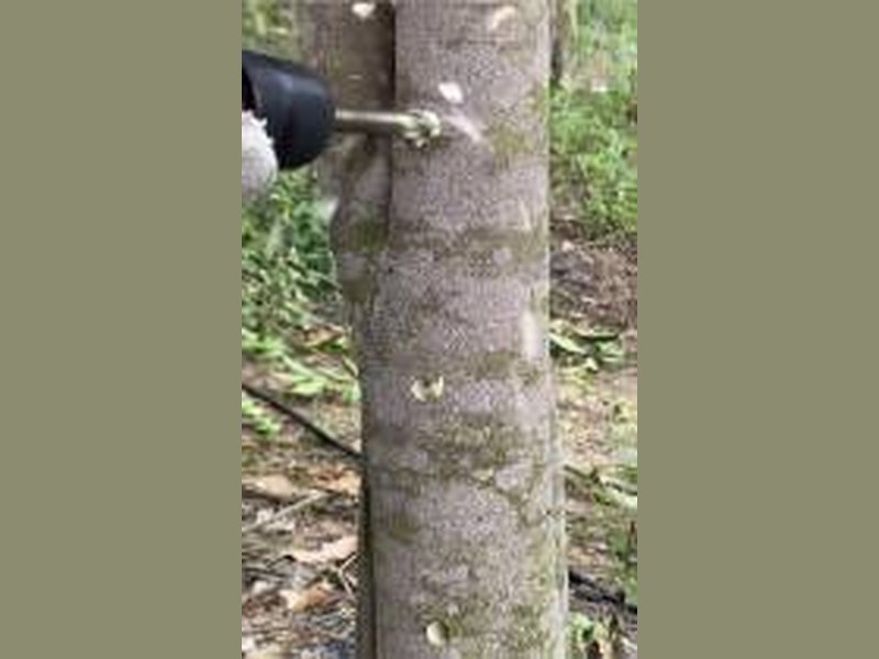 Drilling a cultivated Aquilaria trunk for resin induction, the modern chapter of agarwood history on plantations