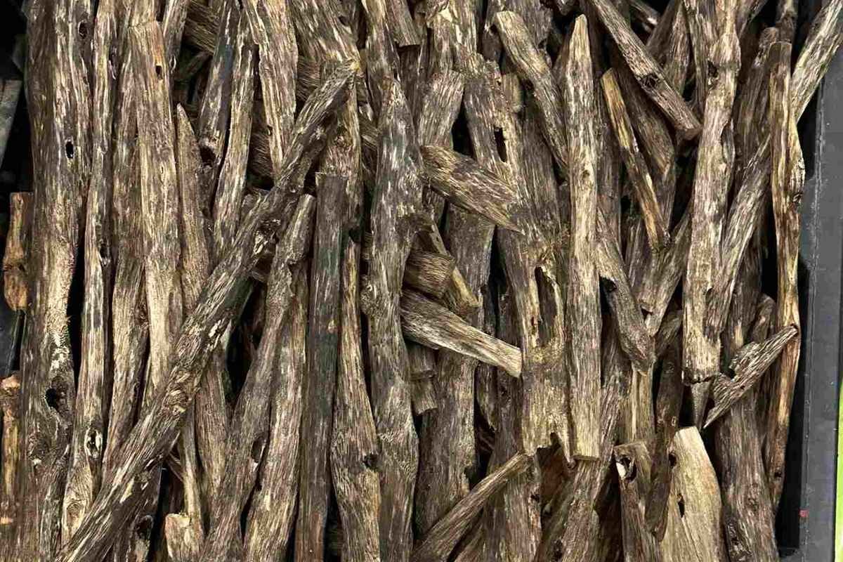 Agarwood India reference: an old root-crown piece of dark resinous wood, the aged material behind Assam's reputation