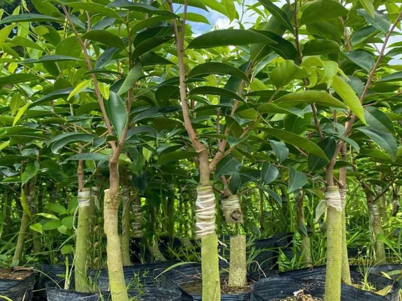 Young Aquilaria seedlings of the kind now planted across northeast India and southern China