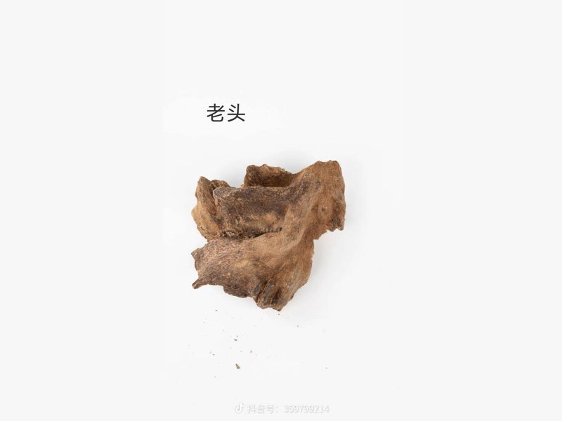 Dense agarwood resin in an old root crown, the heavily resinated wood that sinks in water