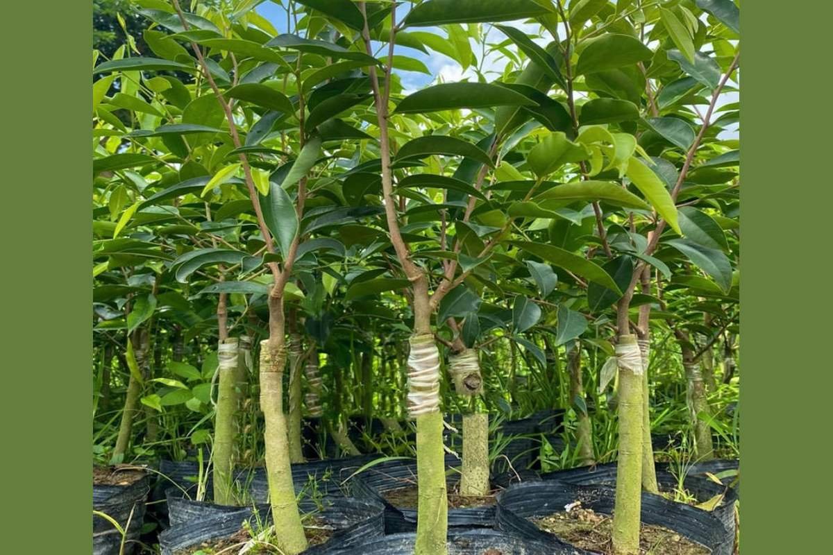 Young Aquilaria sinensis plants raised from agarwood seed in a nursery, the planting stock for a new plantation