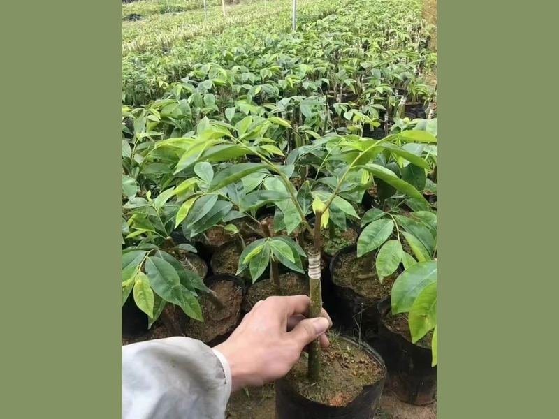 Agarwood seed stage: young Aquilaria sinensis plants just after germination in a nursery