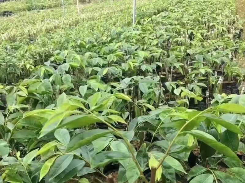 Agarwood seedlings grown on from seed, the stage most new plantations buy instead of seed