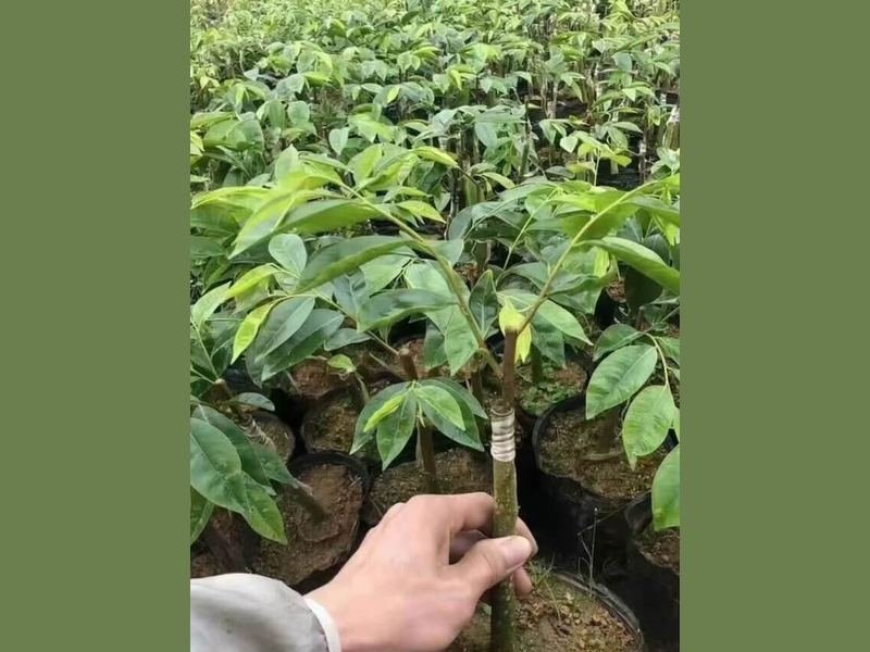 Young Aquilaria sinensis seedlings in a nursery bed, the stage most plantations buy instead of agarwood seed