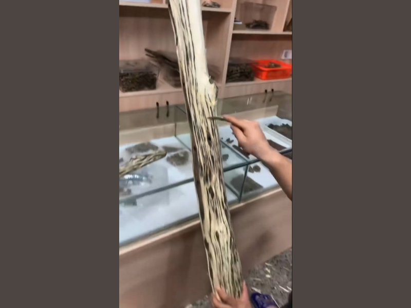 Harvested agarwood logs, priced only after the resin inside can be seen, weighed and graded