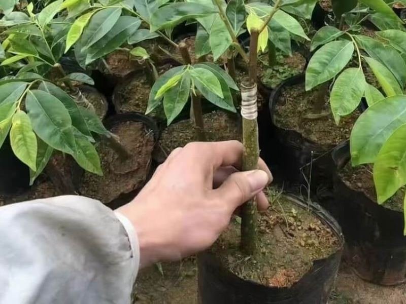 Agarwood tree price starts here: nursery Aquilaria seedlings, priced per plant before any resin forms