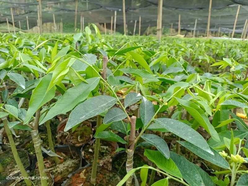 Young agarwood seedlings in a nursery, the planting stage for cultivated Aquilaria species