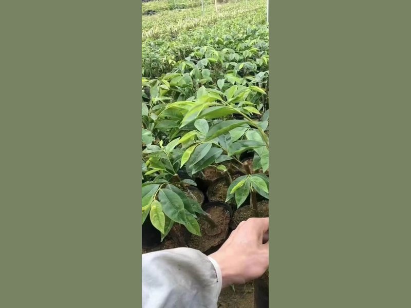 Aquilaria sinensis seedlings, one of the Aquilaria species most widely cultivated in China