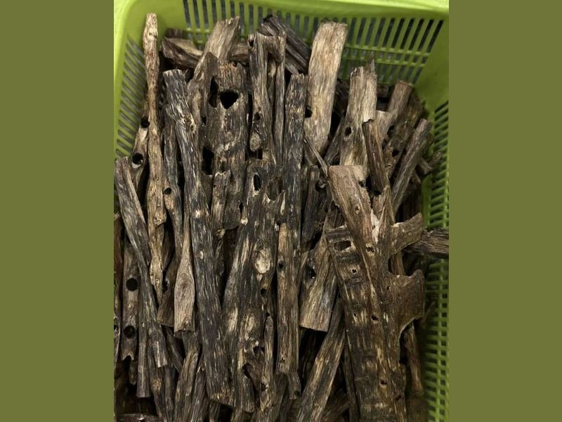 Plantation Aquilaria sinensis agarwood chips from Guangdong, the same species that grows on Hainan