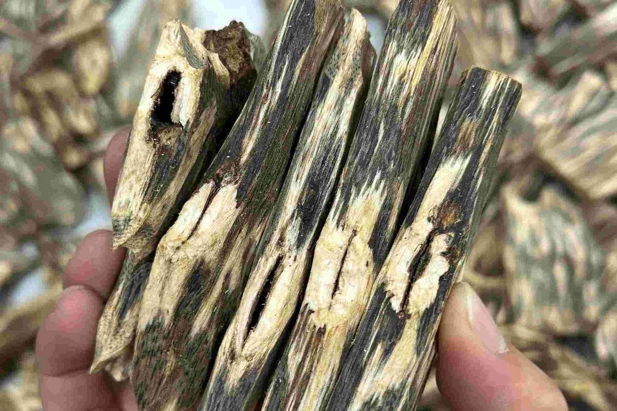 Vietnam agarwood collectors know this shape: a shell-form wild agarwood piece with a thin dark resin crust
