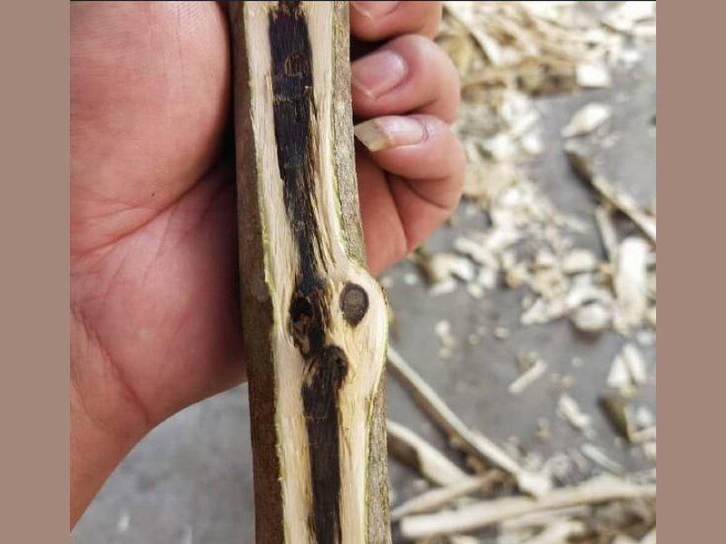 Plantation kynam-type agarwood wood, the grafted material that now supplies much of the kynam trade
