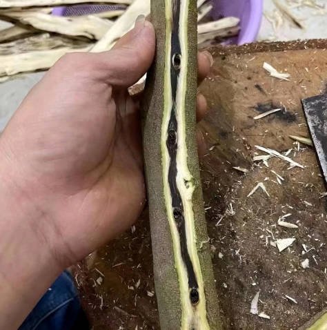 Bûche d'agarwood kynam