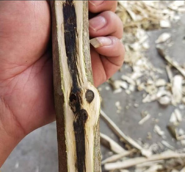 Kynam Agarwood Wood — Ultra-rare kynam agarwood wood — highest classification, exceptional resin, cool bittersweet fragrance. | agarwood wholesale Guangdong China