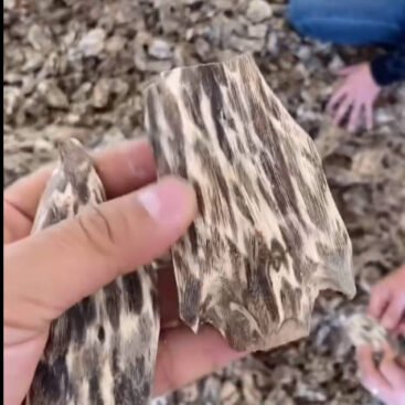 Agarwood Density and Resin