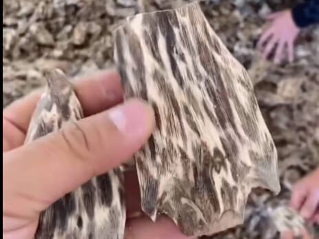 Agarwood Density and Resin