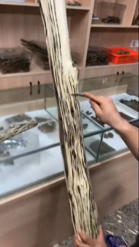 the struction of agarwood