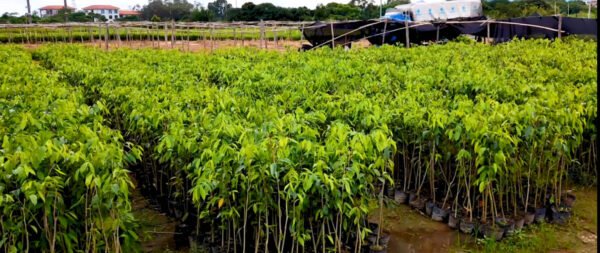 Snipaste_2026-01-17_12-29-58