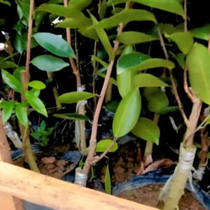Agarwood Saplings - Image 3