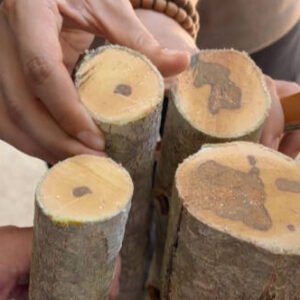 Agarwood Trees - Image 3
