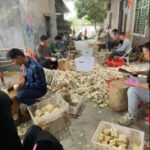 Processing of Agarwood