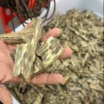 Piece of Agarwood
