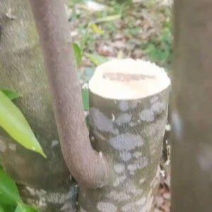 Agarwood Trees - Image 4