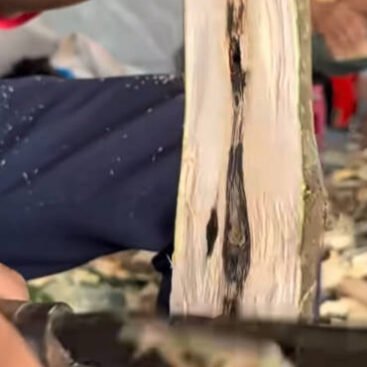 Agarwood Structural Examination