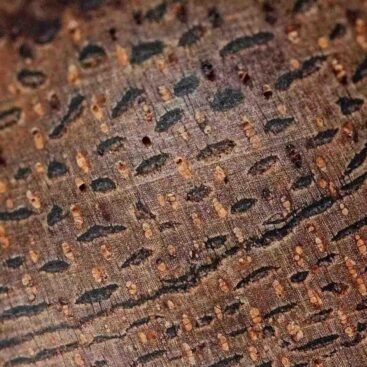 The grain of agarwood