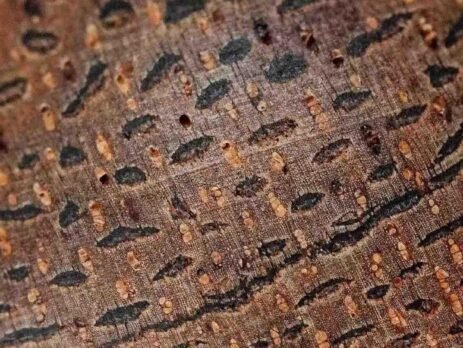 The grain of agarwood